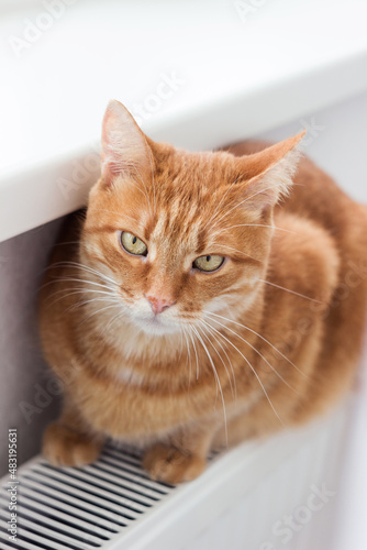 A beautiful red cat sits on a radiator. The pet is heated on the battery