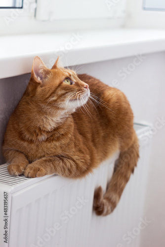 A beautiful red cat sits on a radiator. The pet is heated on the battery