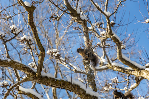 Squirrel on a tree in the winter