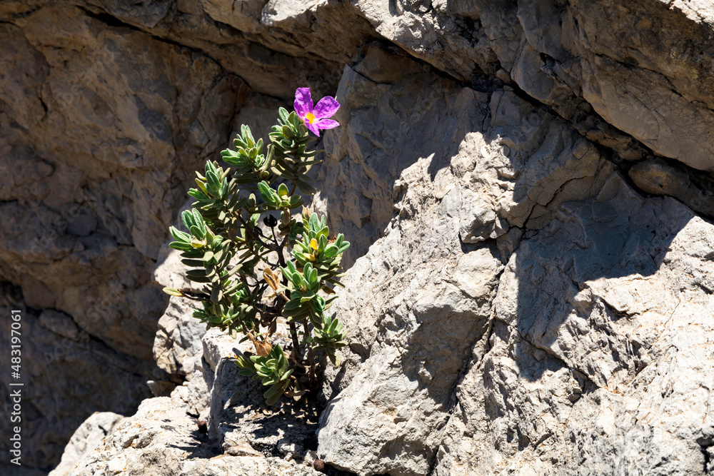White rockrose with bloomed in pink and growing on rock