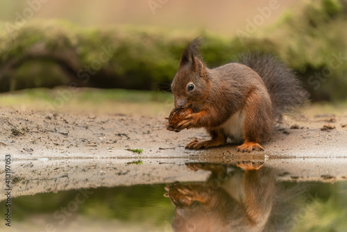Eurasian red squirrel (Sciurus vulgaris) eating a walnut on the waterfront in the forest of Noord Limburg in the Netherlands.               © Albert Beukhof