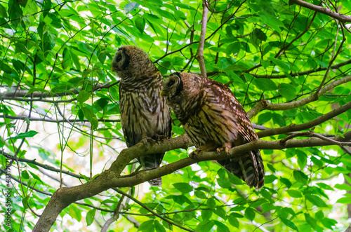 Two Barred Owls