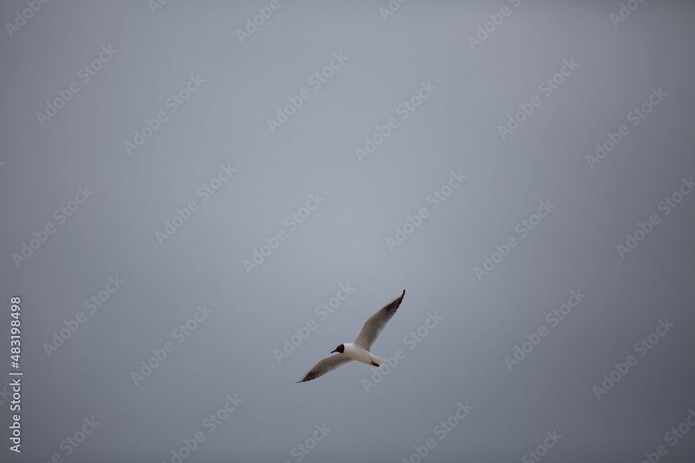 Obraz premium seagulls in flight