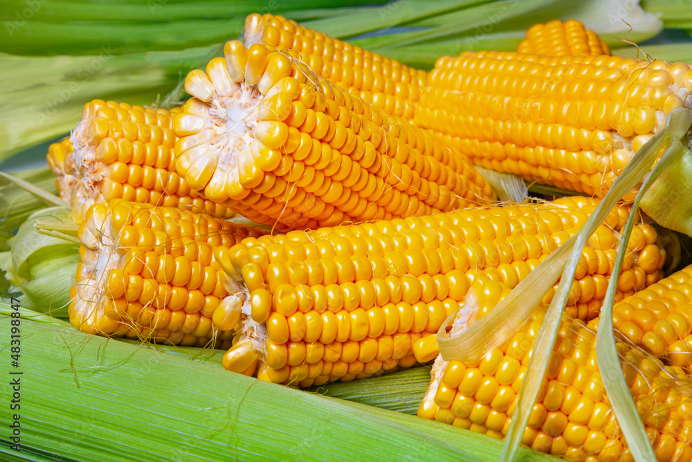 Ripe ears of corn close up. Corn background. Yellow grains of succulent corn. Corn on the cob. Ripe ears of corn close up. Corn background. Yellow grains of succulent corn. Corn on the cob.