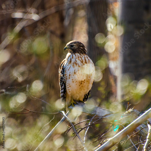 Red Shouldered Hawk