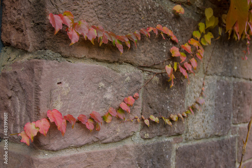 Herbstlaub an Mauer 