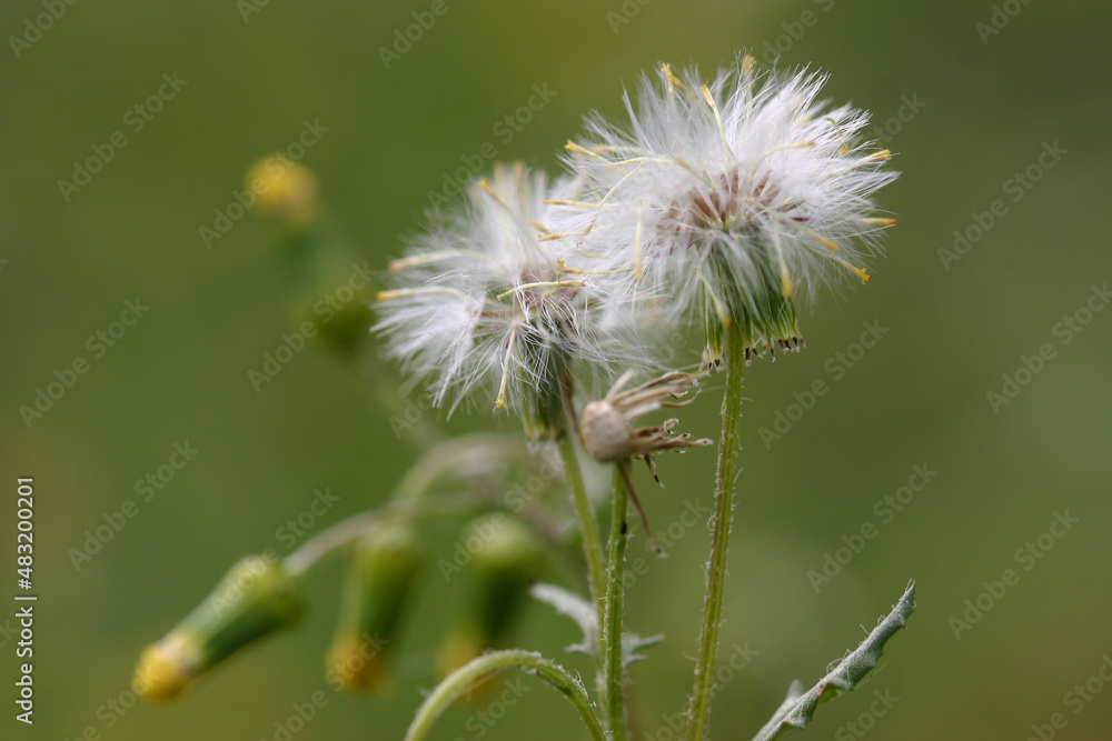 Fototapeta premium Soffioni