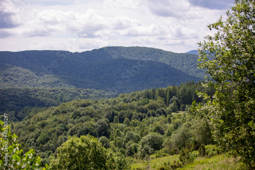 forest in the mountains