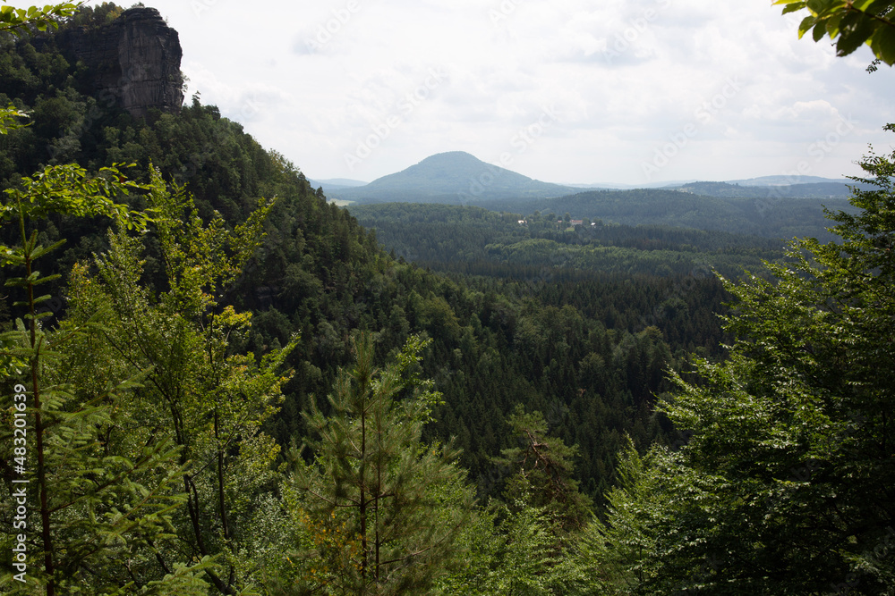 forest in the mountains