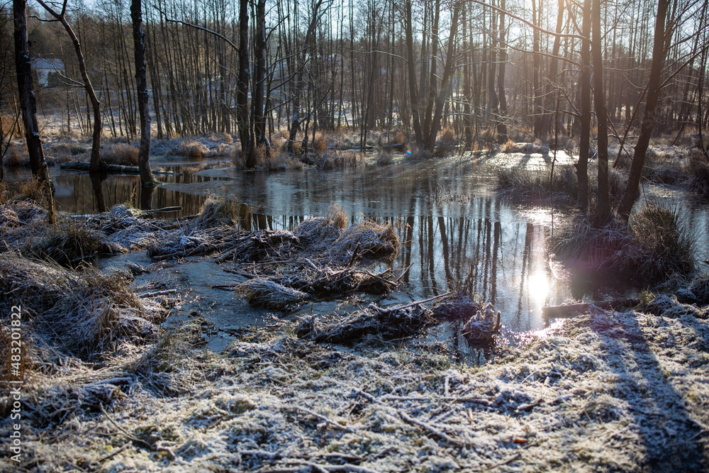 Fototapeta premium river in the forest