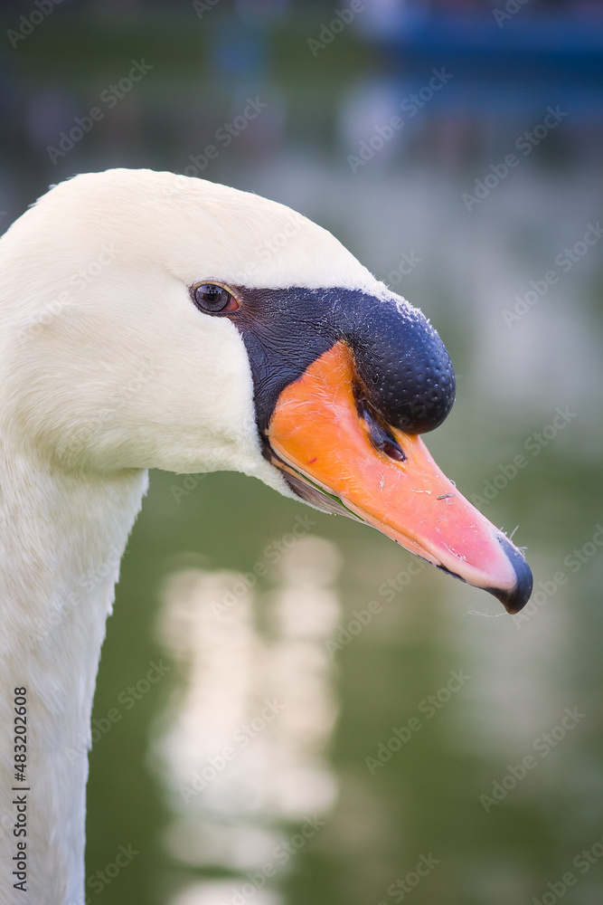 Obraz premium Bird, mallard, goose, duck, nature. Wild life.