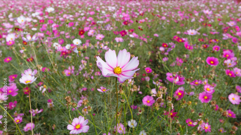 Summer flowers series, Beautiful pink cosmos flowers in garden Summer flowers series, Beautiful pink cosmos flowers in garden