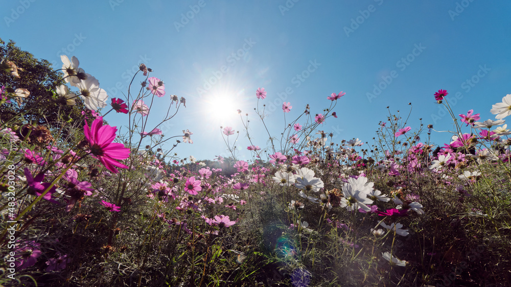 Obraz premium Summer flowers series, Beautiful pink cosmos flowers in garden, low angle view backlit.