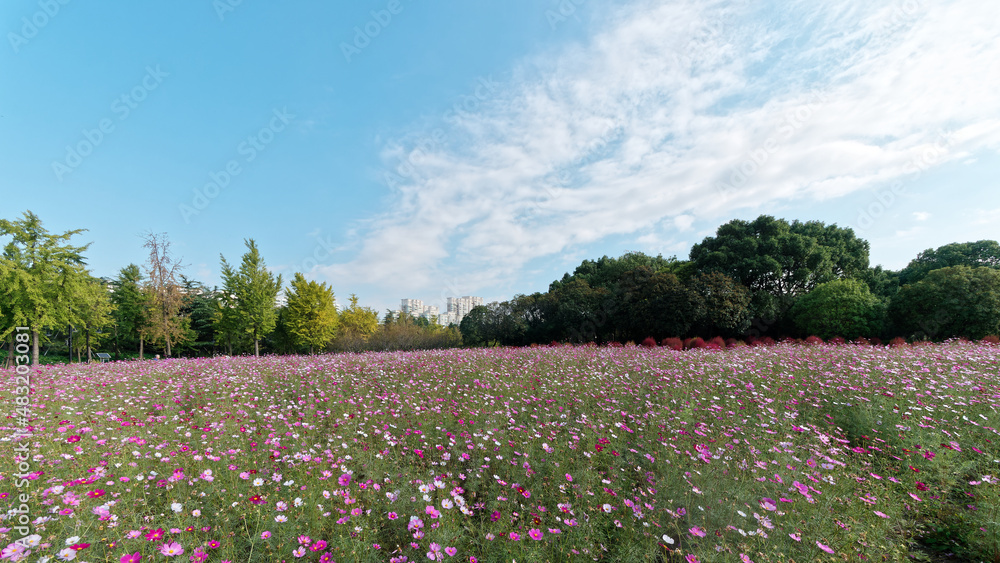 Beautiful cosmos flower field with forest and blue sky background in Shanghai city. Beautiful cosmos flower field with forest and blue sky background in Shanghai city.