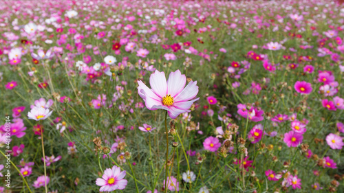 Summer flowers series, Beautiful pink cosmos flowers in garden