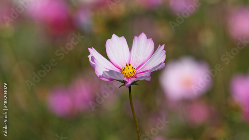Summer flowers series, Beautiful pink cosmos flowers in garden, close up view.