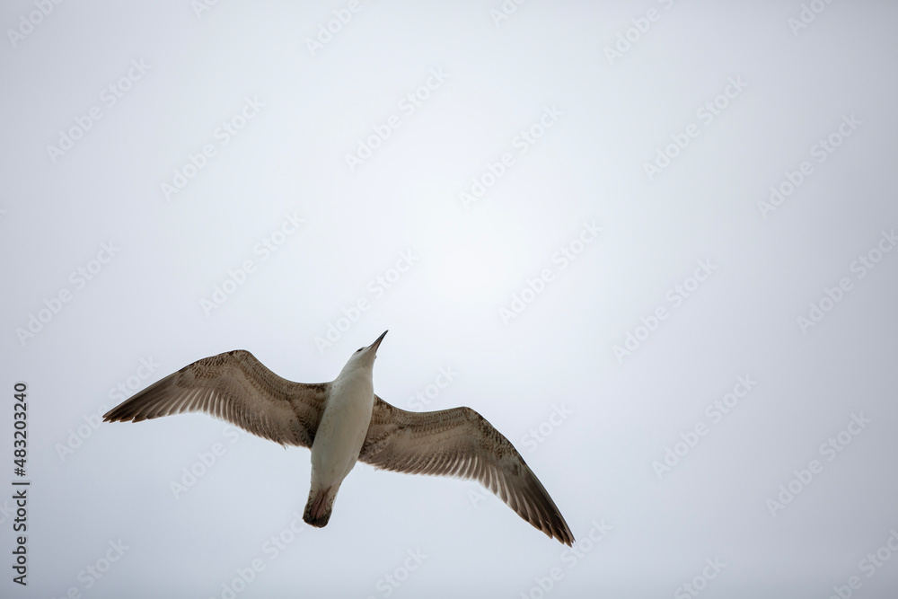 Fototapeta premium seagull in flight