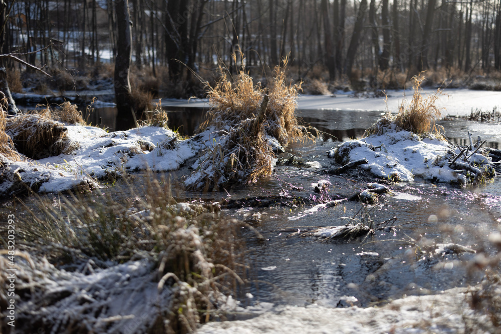 Fototapeta premium snow covered trees