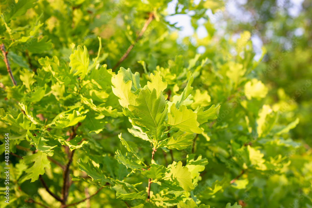 Green leaves of a young oak tree. Green leaves of a young oak tree.