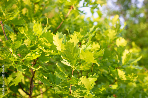 Green leaves of a young oak tree.