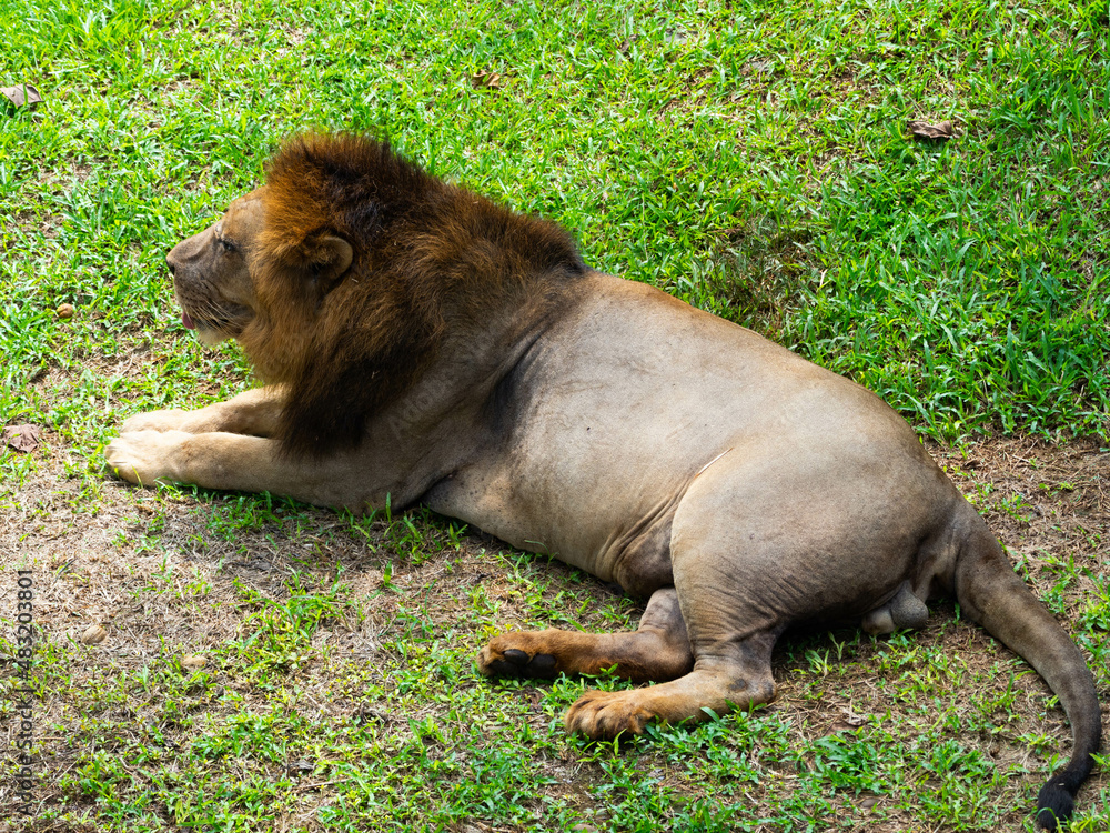 Naklejka premium A lion laying on the land