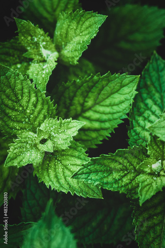 Garden mint leaves in dewdrops closeup, vertical frame, high angle view