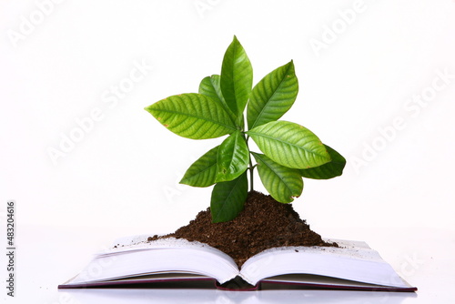 New Life Emerging: Germinating Seedling Illustrated on a Book Against a White Background