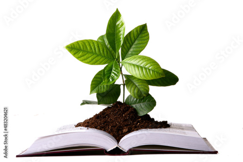 Green plant growth from book photo