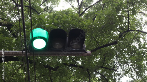 traffic lights and leaves