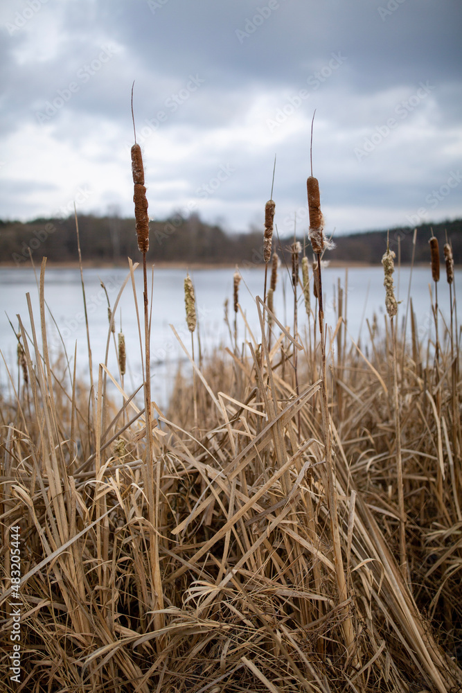 reeds on the beach