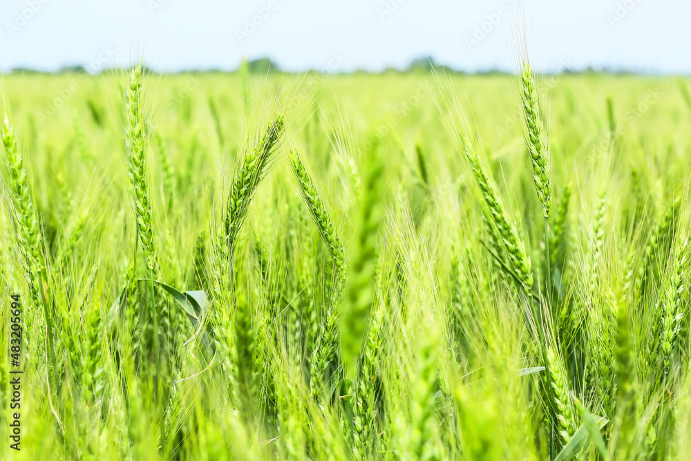 Fototapeta premium Green wheat spikelets in field, closeup