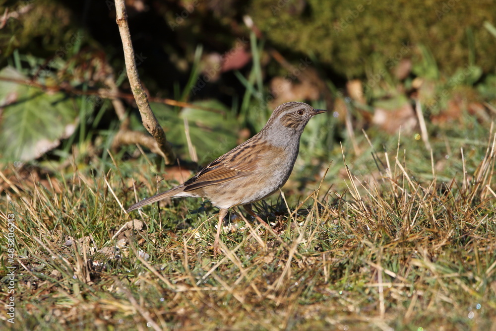 A Dunnock perched on the ground. A Dunnock perched on the ground.
