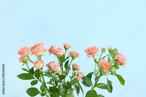 Bouquet of beautiful fresh roses near blue wall  closeup