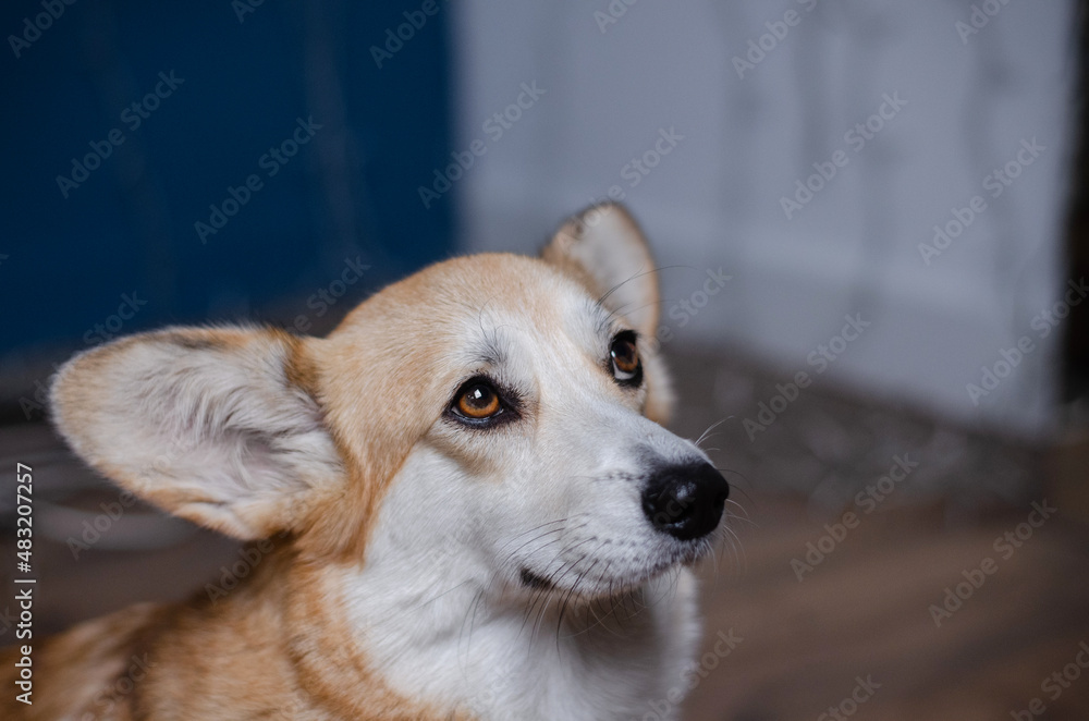 Obraz premium Cute dog breed welsh corgi pembroke in studio