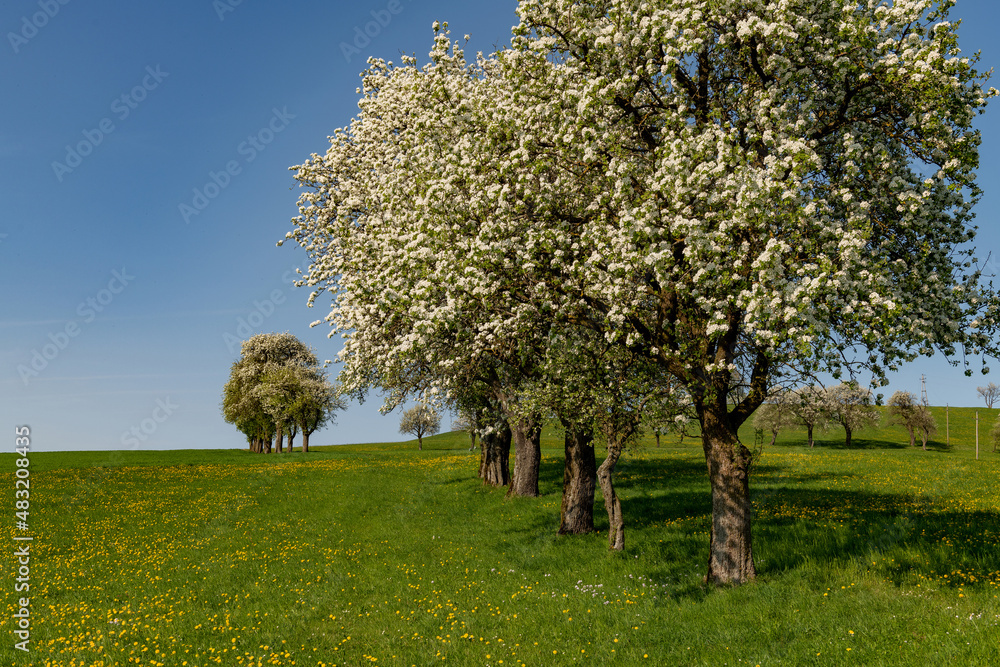 Fototapeta premium Baumblüte im Mostviertel, Ybbstal