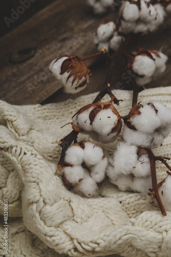 Fototapeta Naklejka Na Ścianę i Meble -  Cotton flower