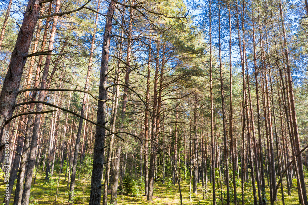 A summer pine forest landscape