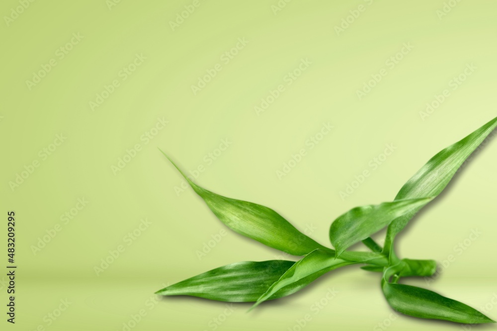 Obraz premium Green bamboo with leaves, nature concept