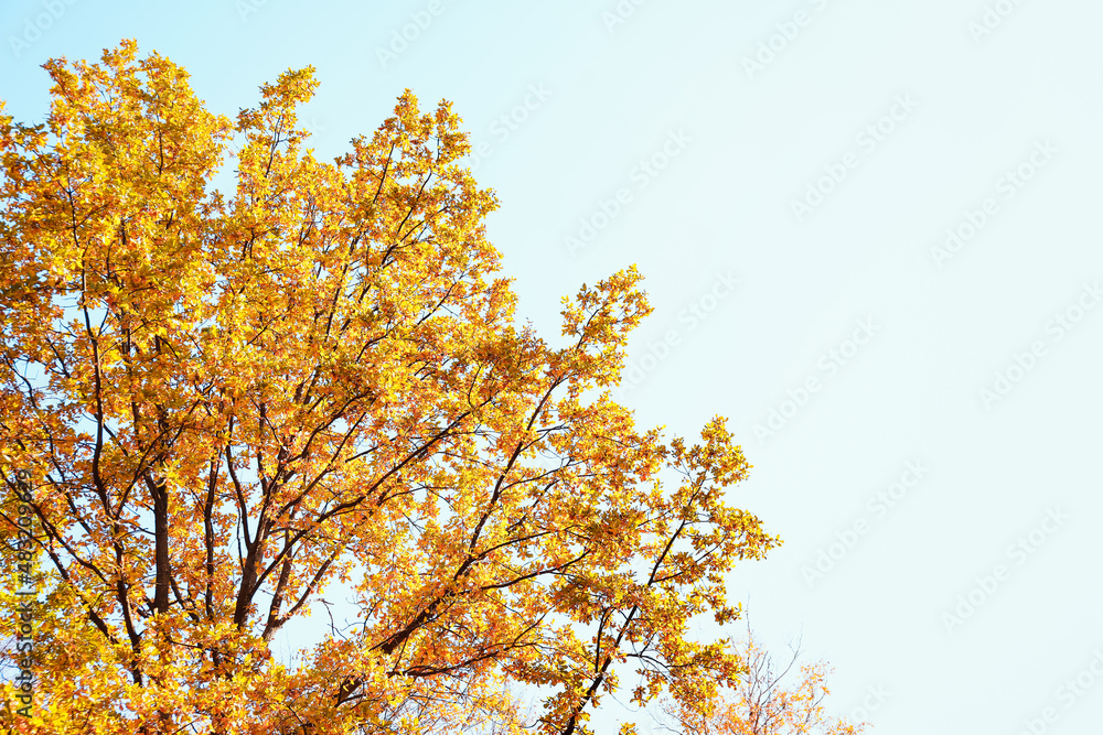 Tree branches with autumn leaves Tree branches with autumn leaves