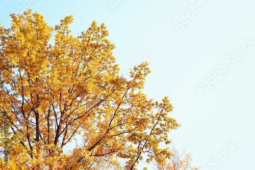 Tree branches with autumn leaves