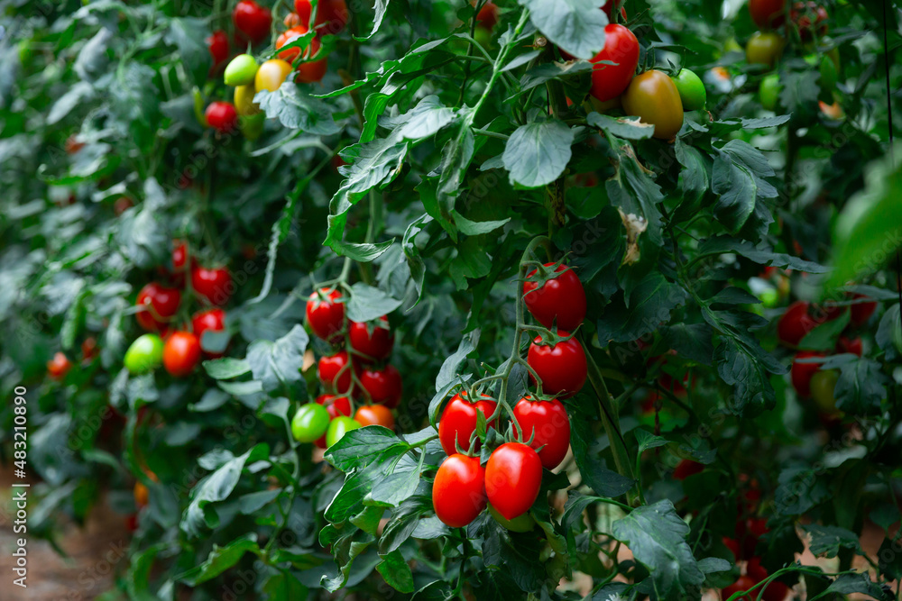 Ripe red cocktail tomatoes hanging on vines on green bushes in plant nursery