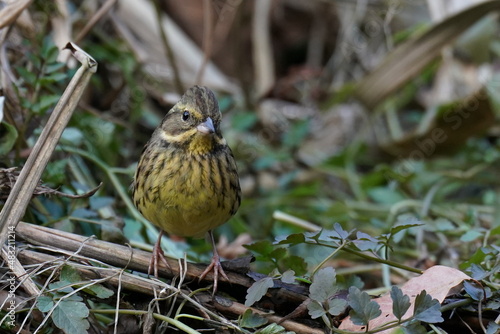 black faced bunting in the park