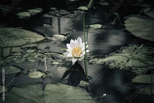Fotografia lily in the water