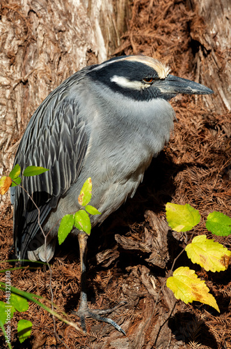 Yellow-crowned night heron (Nyctanassa violacea) feeding at San Antonio Zoo Wetlands;  San Antonio, Texas photo