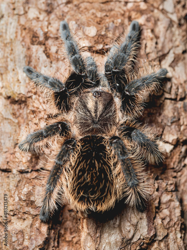 Top view on female Tarantula spider. Big hairy Arachnida on brown tree bark.