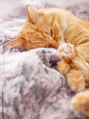 Cute ginger cat sleeps on pink blanket. Fluffy pet has a nap on soft duvet. Comfort at home.