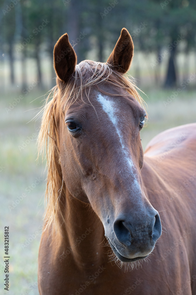 Obraz premium andrew