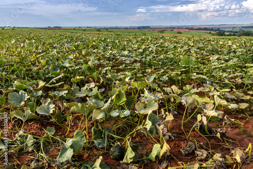 Japanese green pumpkin kobocha growing in the vegetable garden. Growing pumpkins. Pumpkin plant on field in Brazil photo