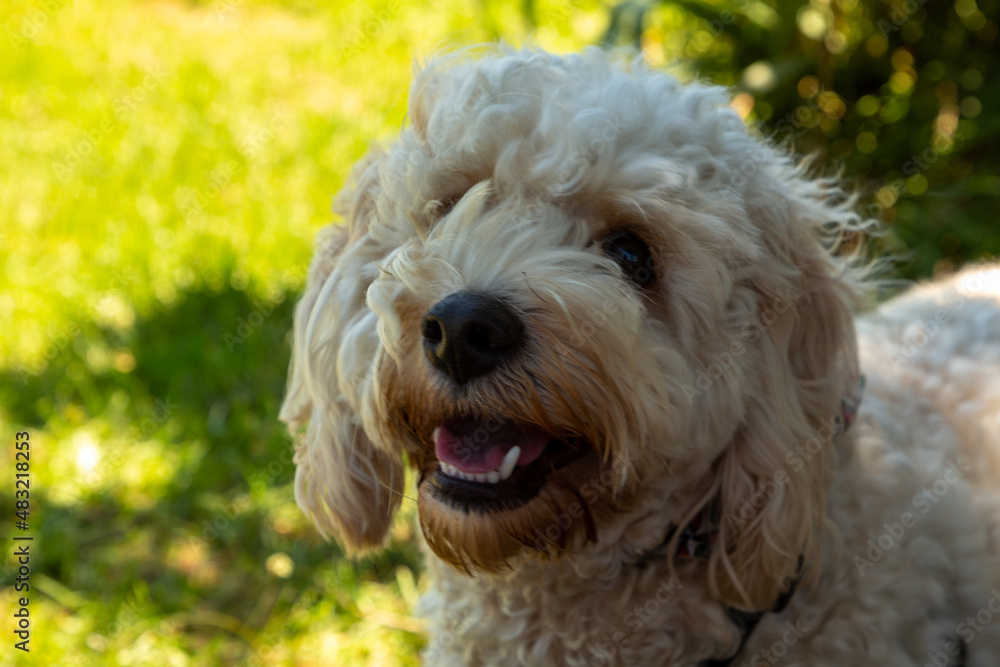 Cavachon Cavachon