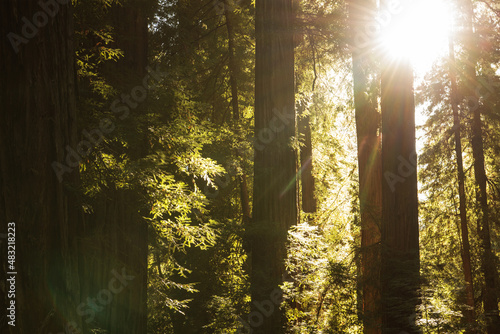 Morning Sunlight Coming Through Redwood Trees photo